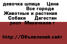 девочка шпица  › Цена ­ 40 000 - Все города Животные и растения » Собаки   . Дагестан респ.,Махачкала г.